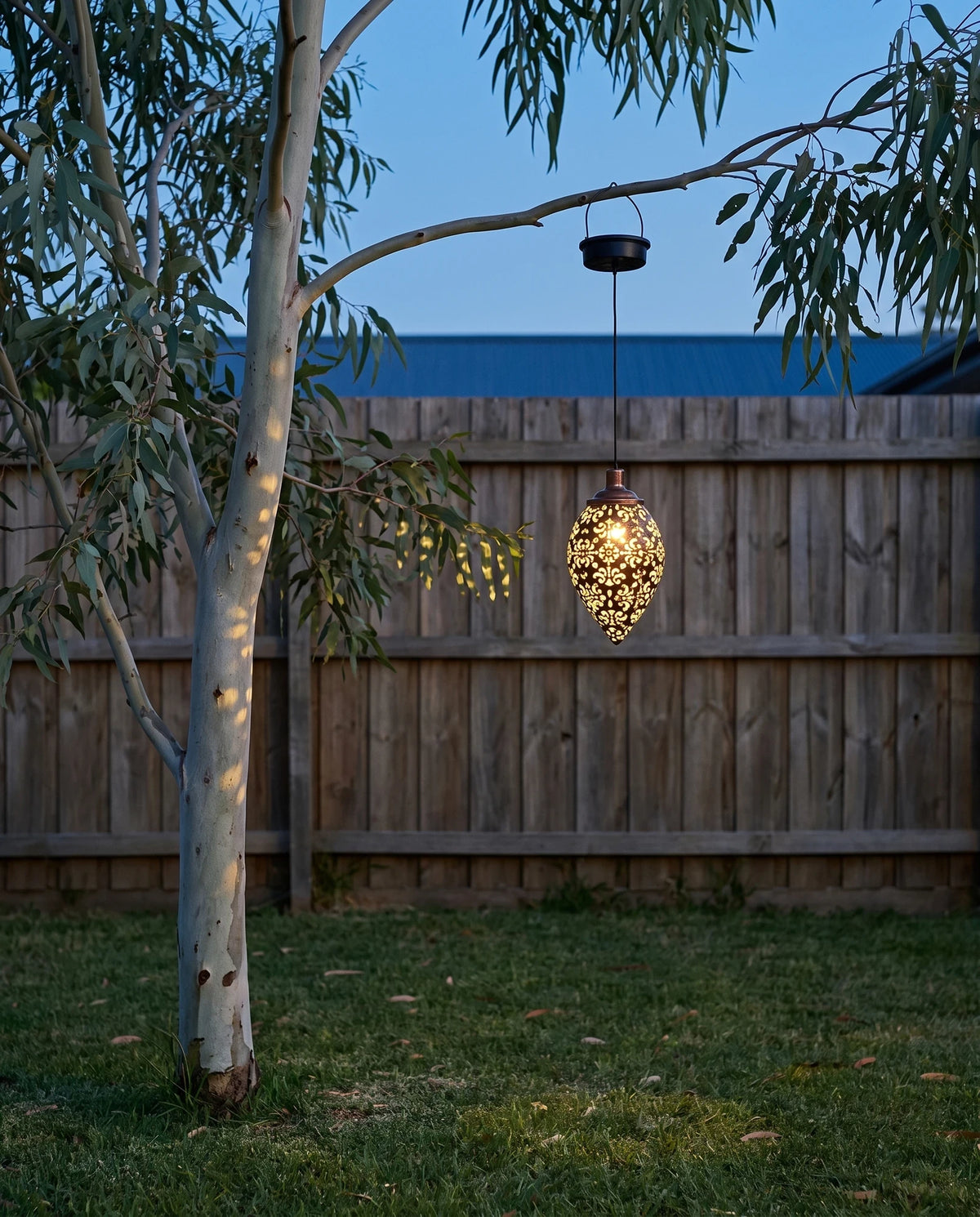 The lantern lit at dusk, hanging by its wire handle from a branch of a young pale-barked eucalyptus in a back garden, its black solar cap just below the branch and the small glowing pierced teardrop on the cord below it, hanging level with the top of a timber fence, well above the lawn.
